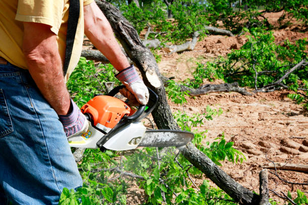 Best Tree Trimming Near Me  in USA